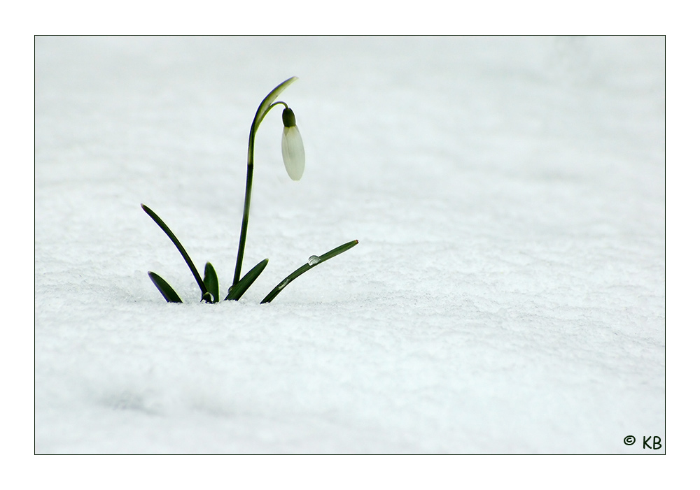 ... der Frühling kommt ...