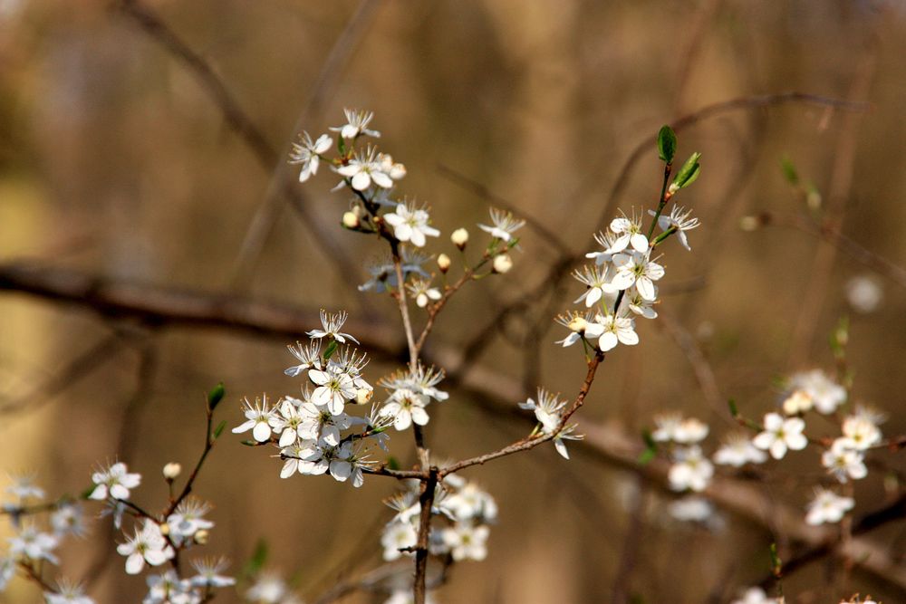 Der Frühling kommt