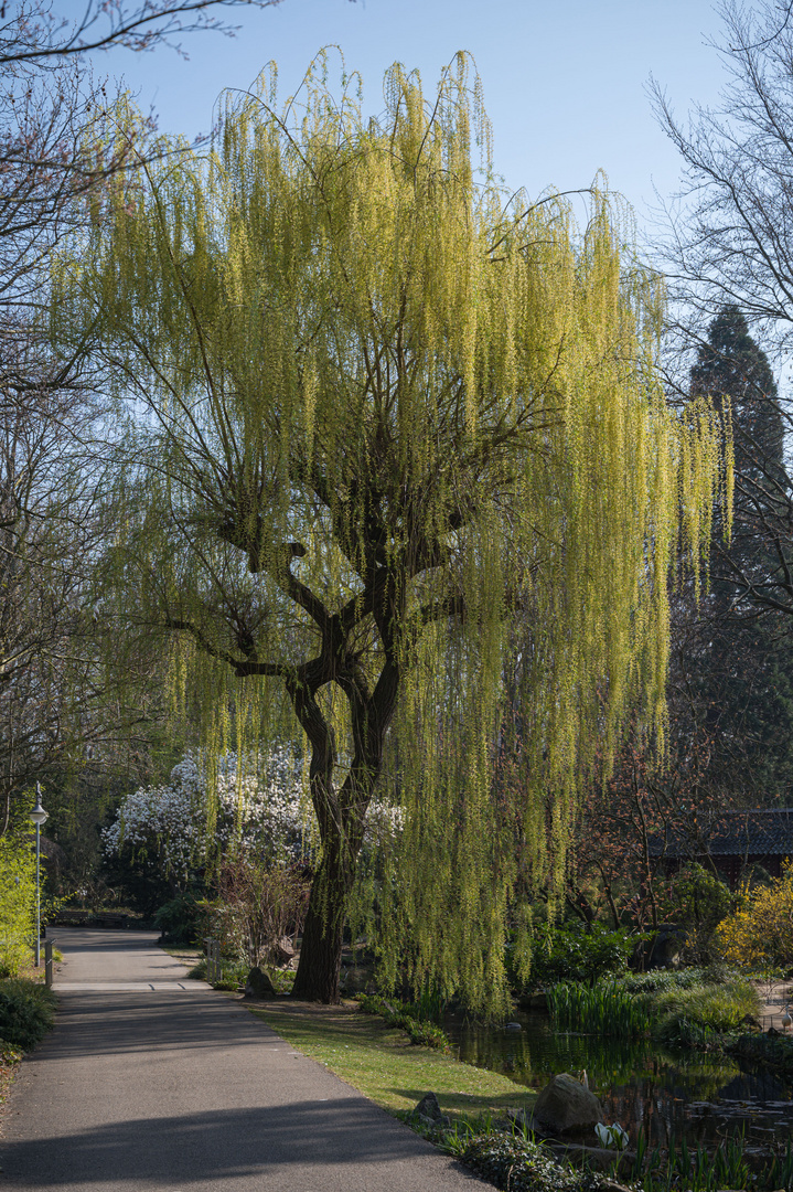 Der Frühling kommt