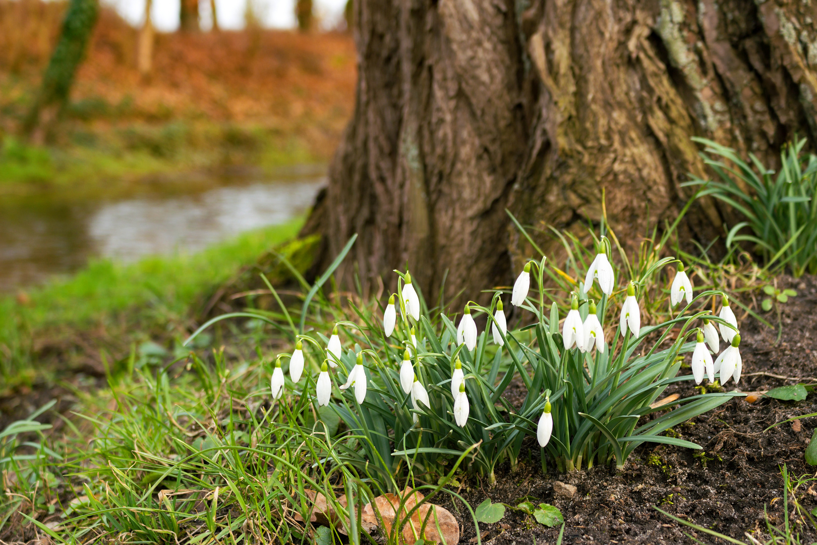 Der Frühling kommt