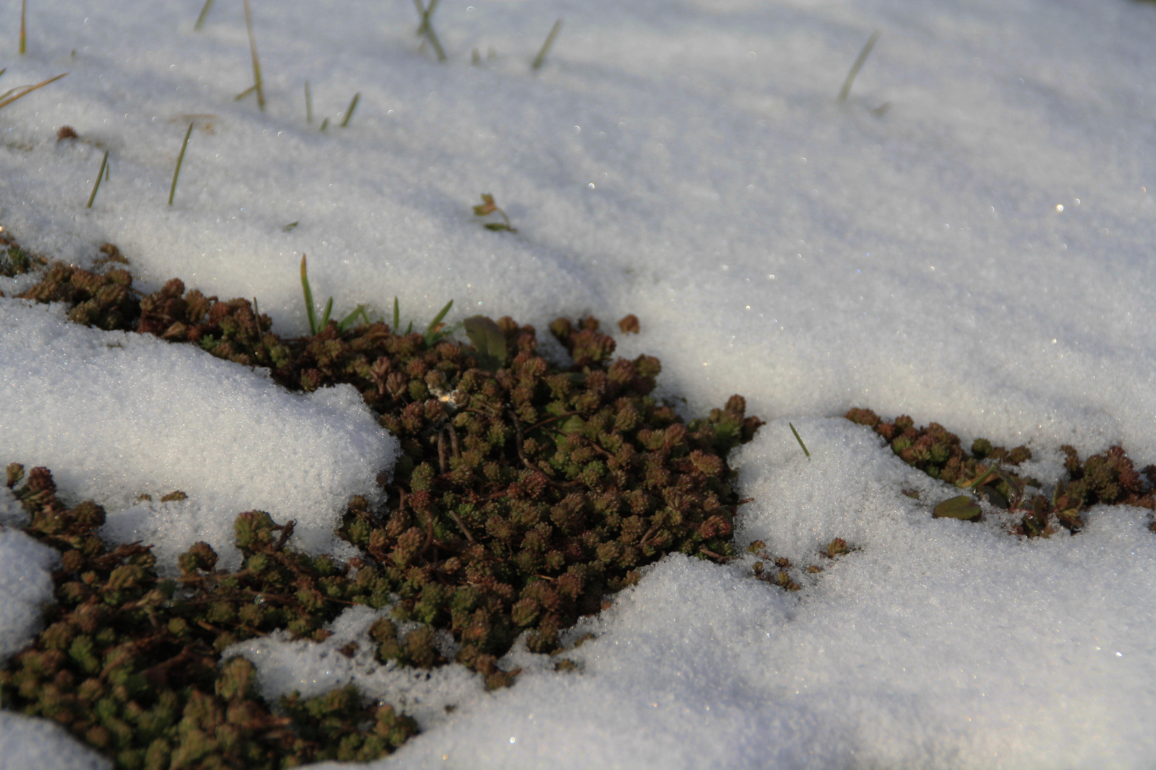 Der Frühling kommt