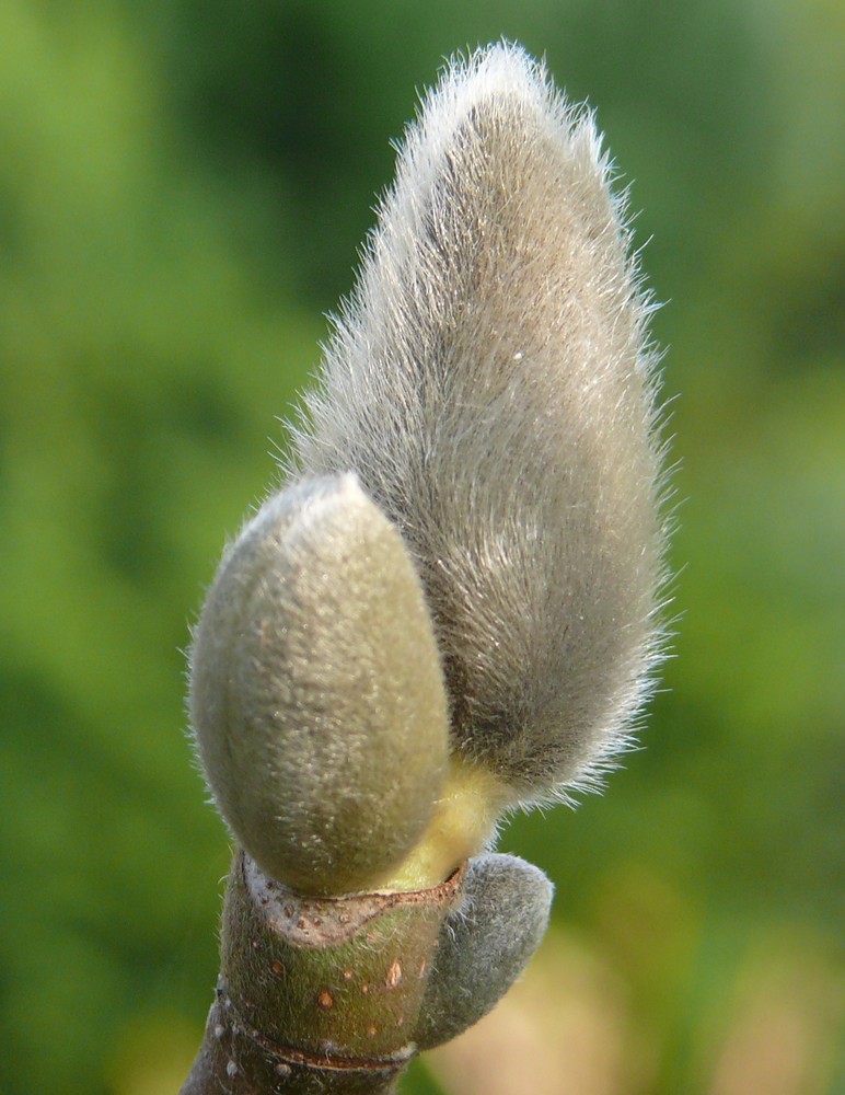 Der Frühling kommt