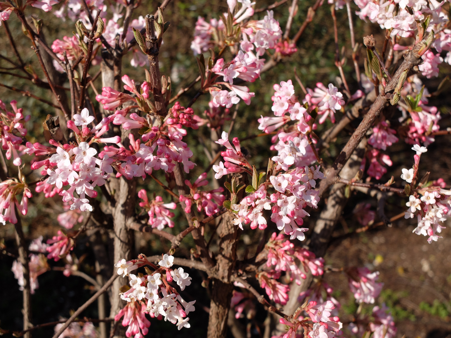 Der Frühling kommt