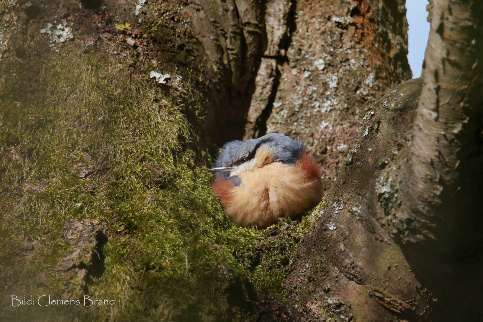 Der Frühling kommt...