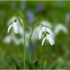 Der Frühling kommt :))