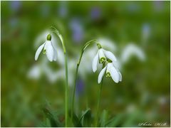 Der Frühling kommt :))