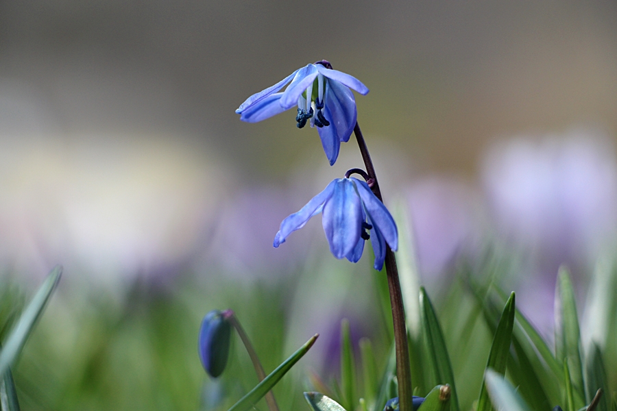 Der Frühling kommt