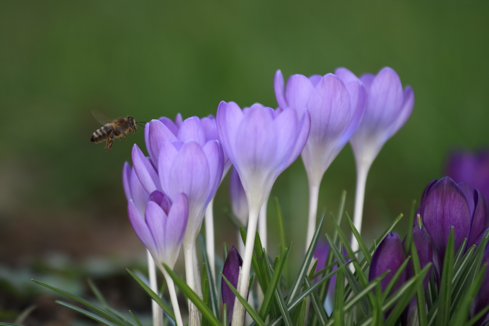 Der Frühling kommt ...