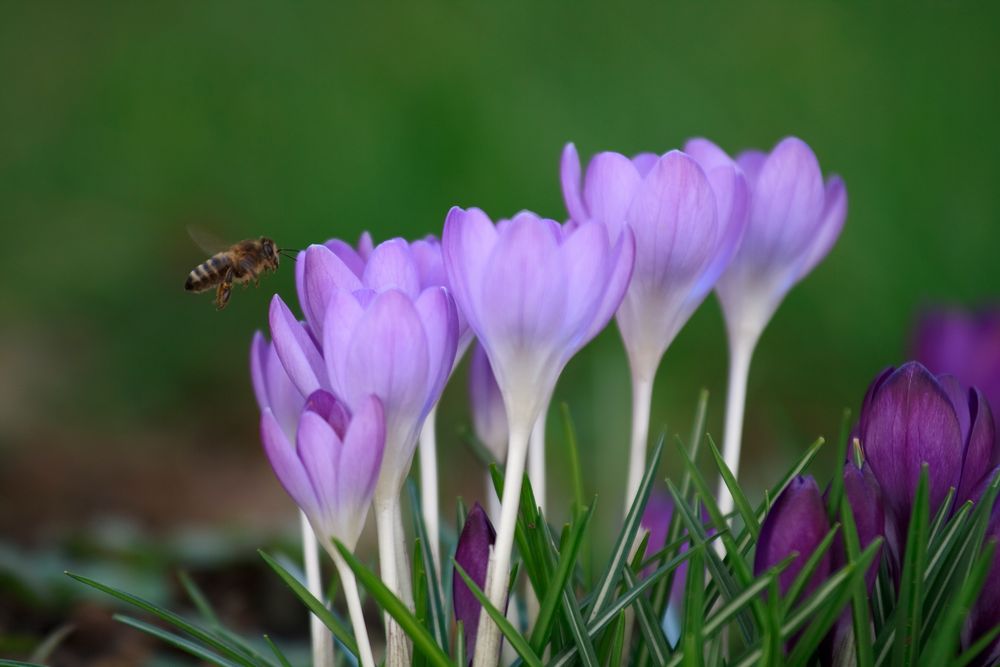 Der Frühling kommt ...