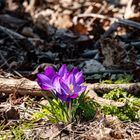 der Frühling kommt