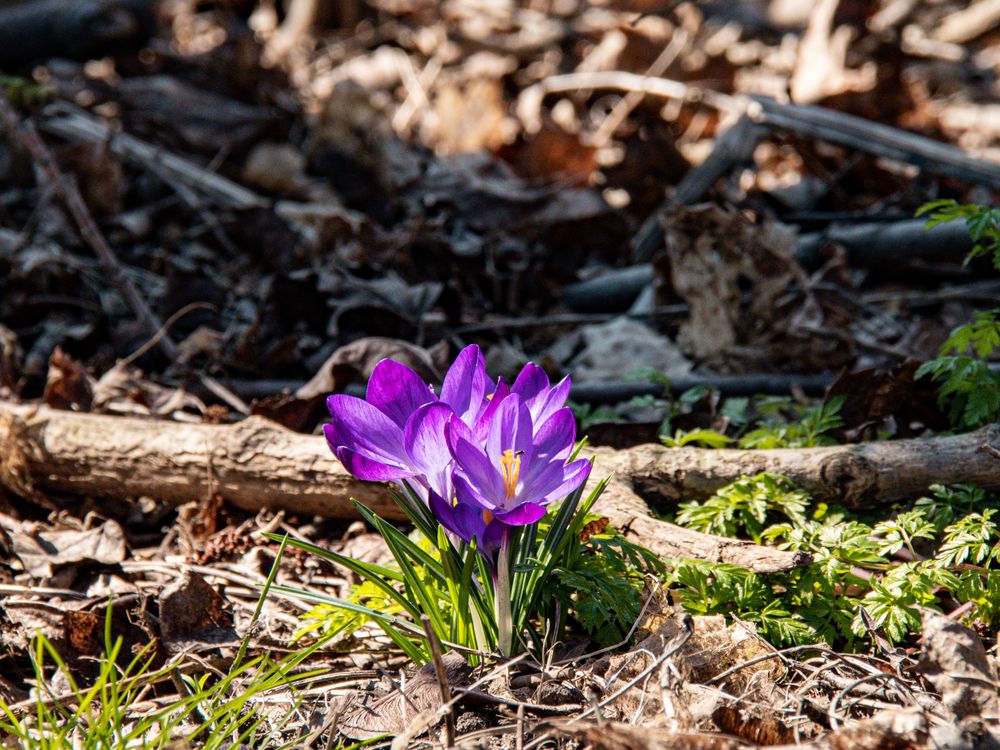 der Frühling kommt