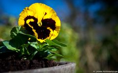 Der Frühling kommt...