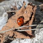 der Frühling kommt angekrabbelt