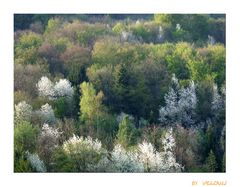 der Frühling kommt auch in Herten mit Riesenschritten