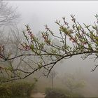 der Frühling kommt auch in Nordvietnam....