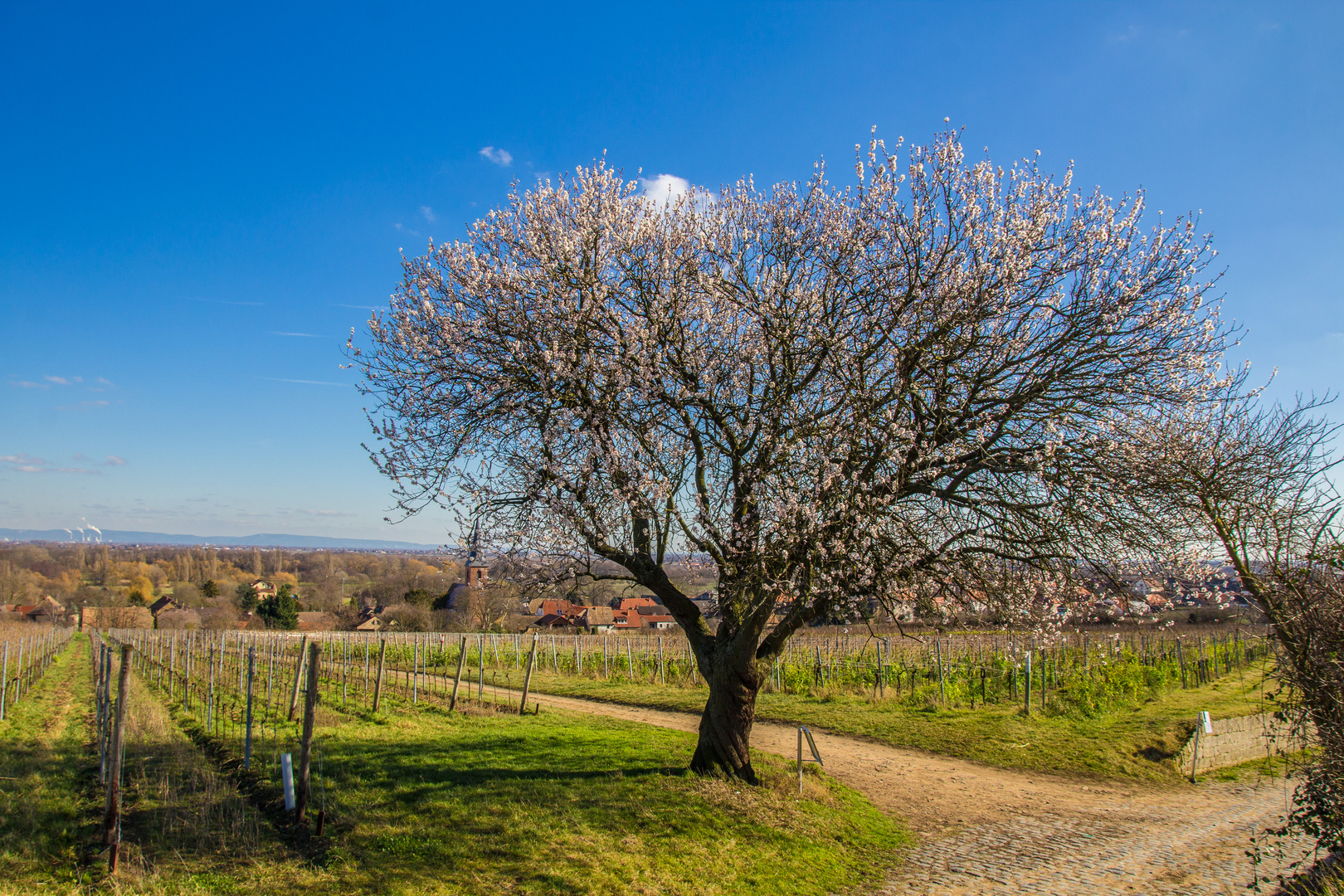 Der Frühling kommt auf leisen Sohlen...