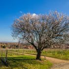 Der Frühling kommt auf leisen Sohlen...