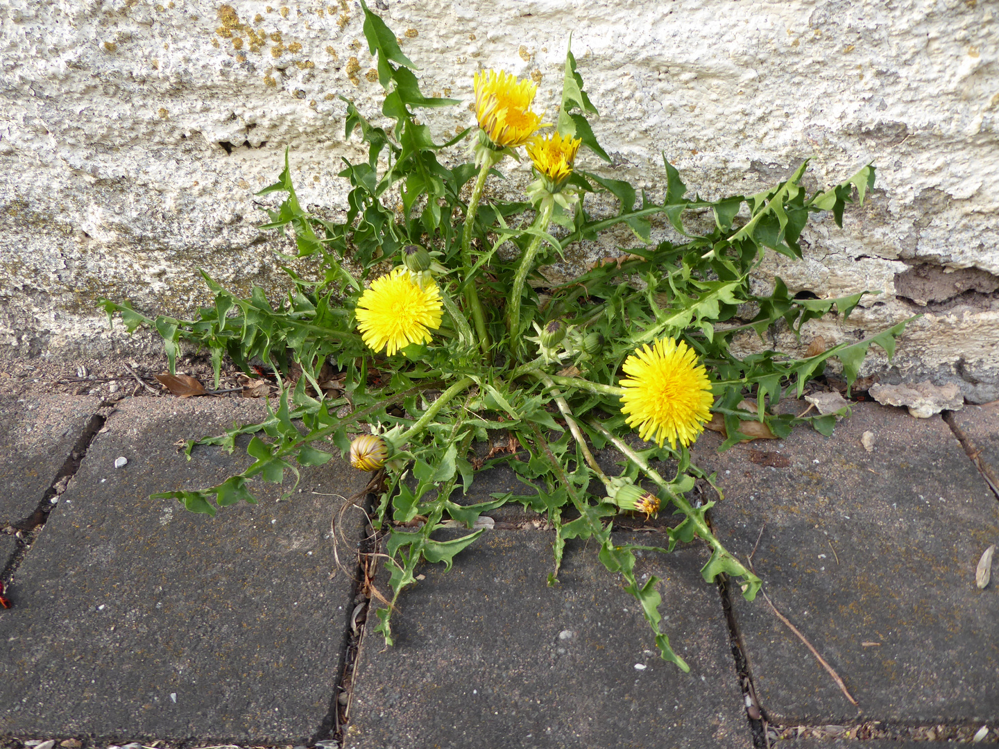 Der Frühling kommt aus allen Ritzen.......