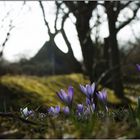 Der Frühling kommt aus der Deckung