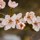 Der Frühling kommt!