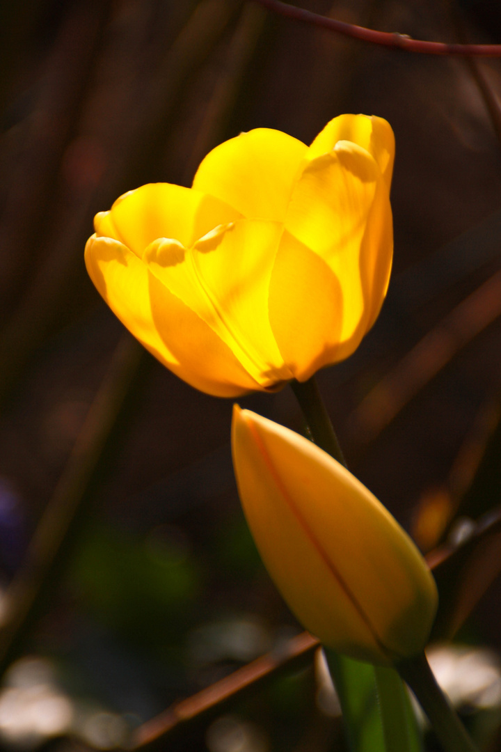 Der Frühling kommt...