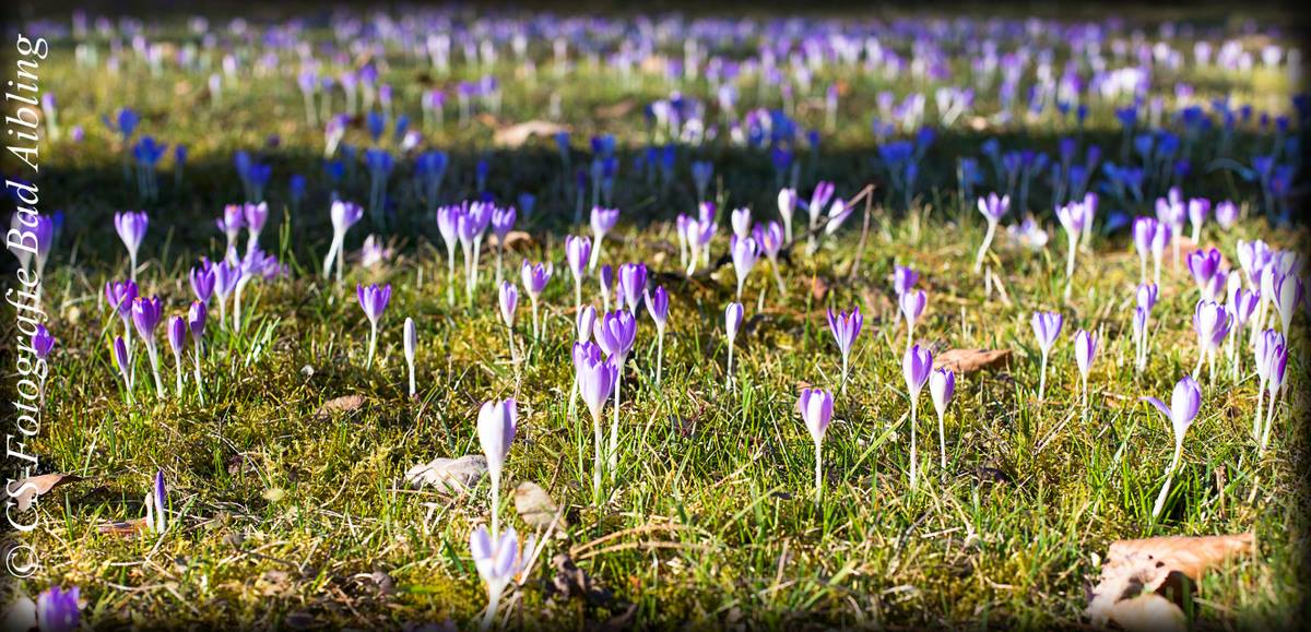 Der Frühling kommt....