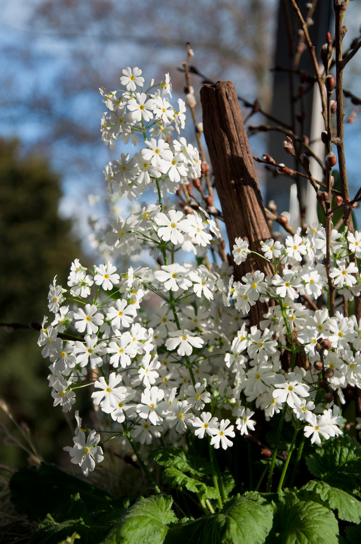 Der Frühling kommt ...