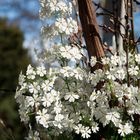 Der Frühling kommt ...