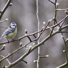 Der Frühling kommt