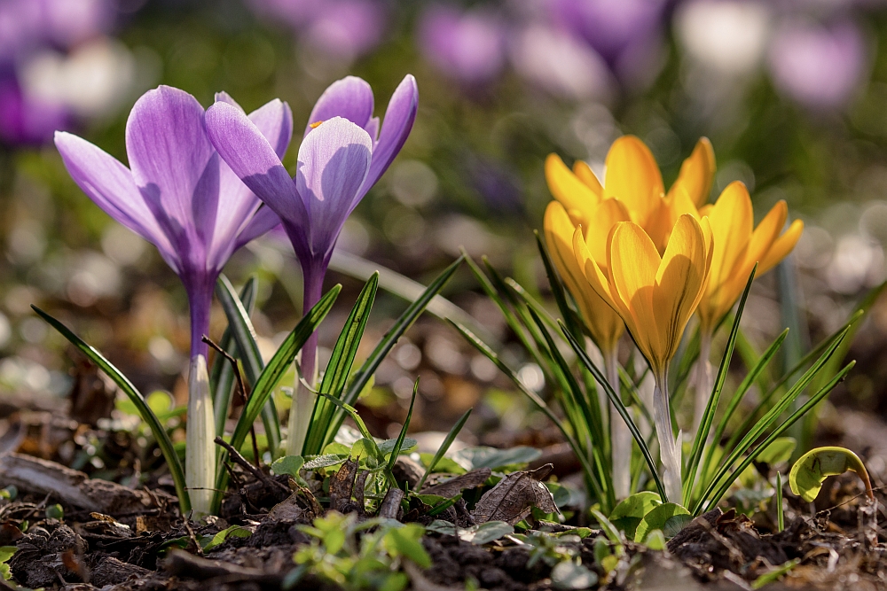 Der Frühling kommt