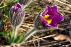 Der Frühling kommt!