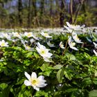 Der Frühling kommt