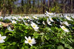 Der Frühling kommt