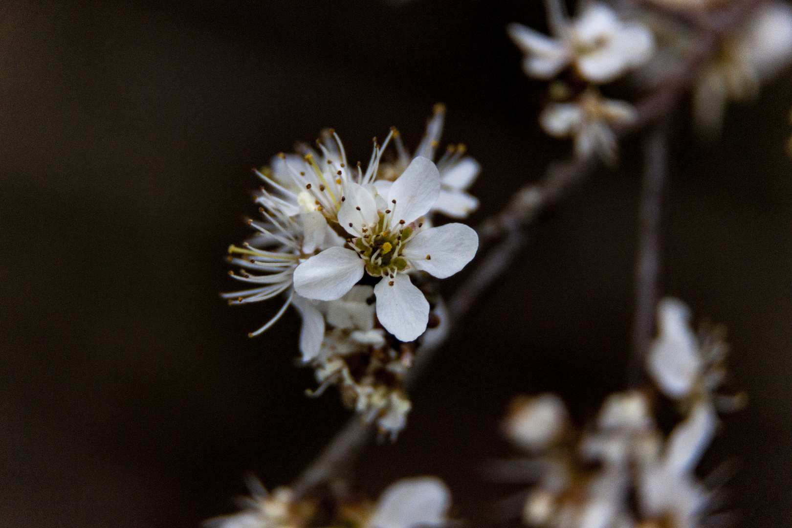 Der Frühling kommt