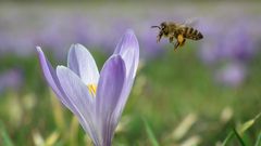 Der Frühling kommt ...