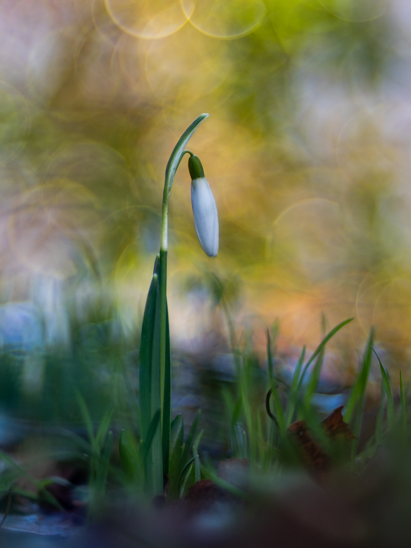 Der Frühling kommt