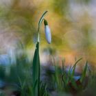 Der Frühling kommt