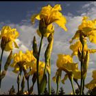 Der Frühling kommt !