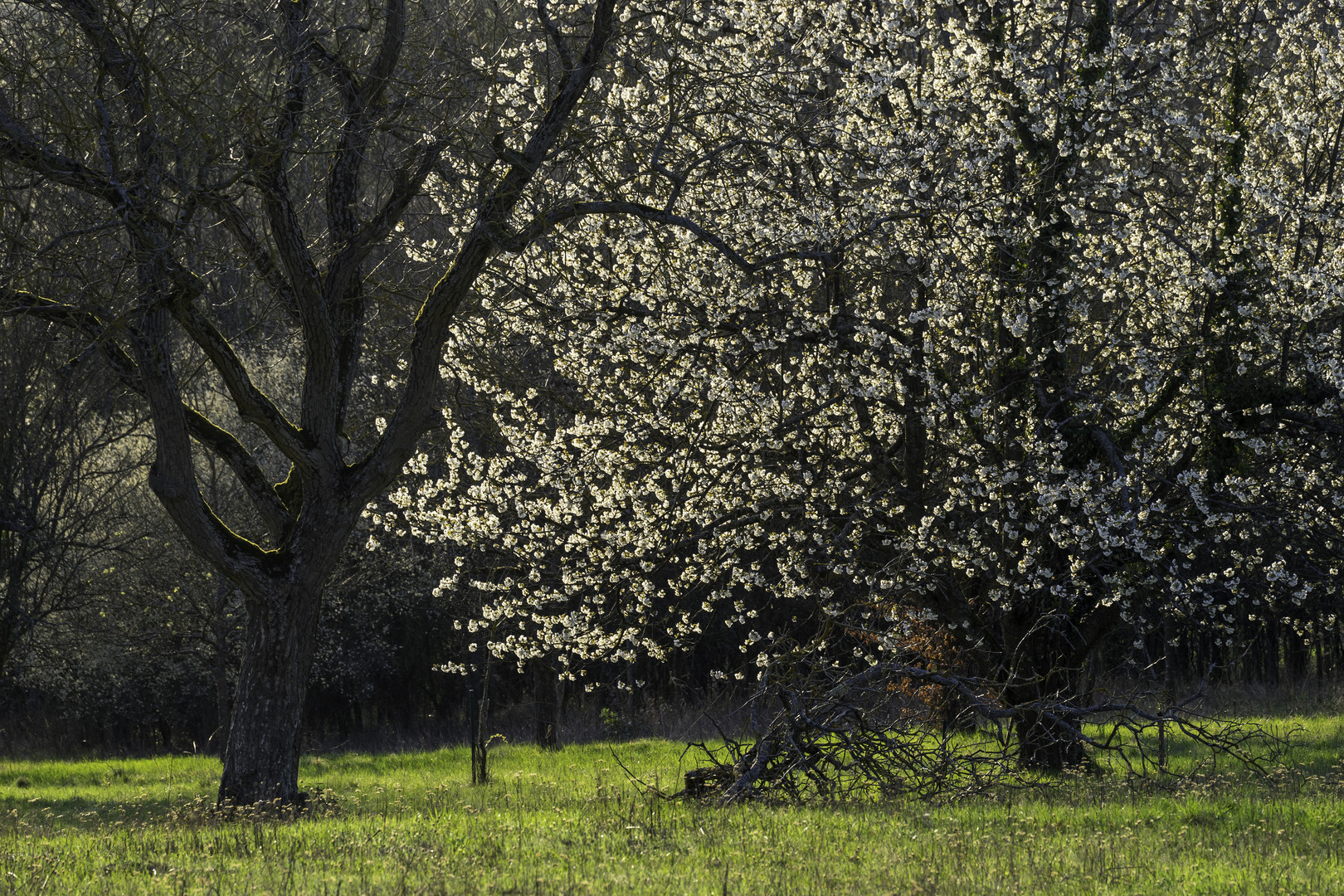 Der Frühling kommt