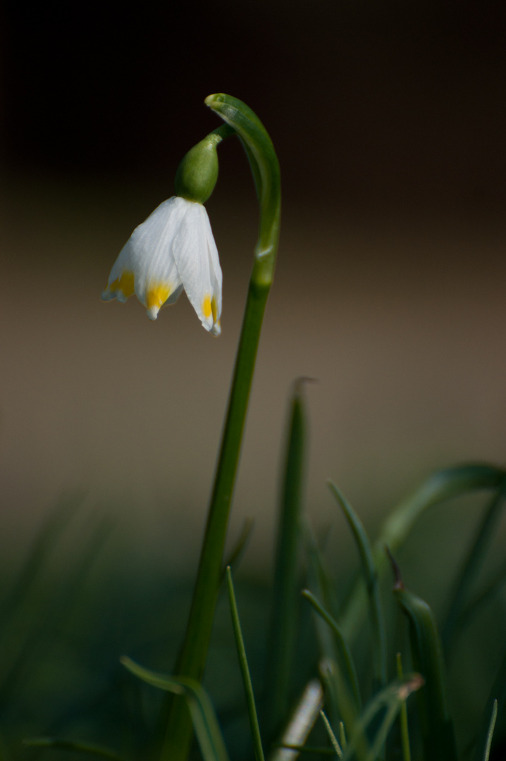 der Frühling kommt..