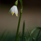 der Frühling kommt..