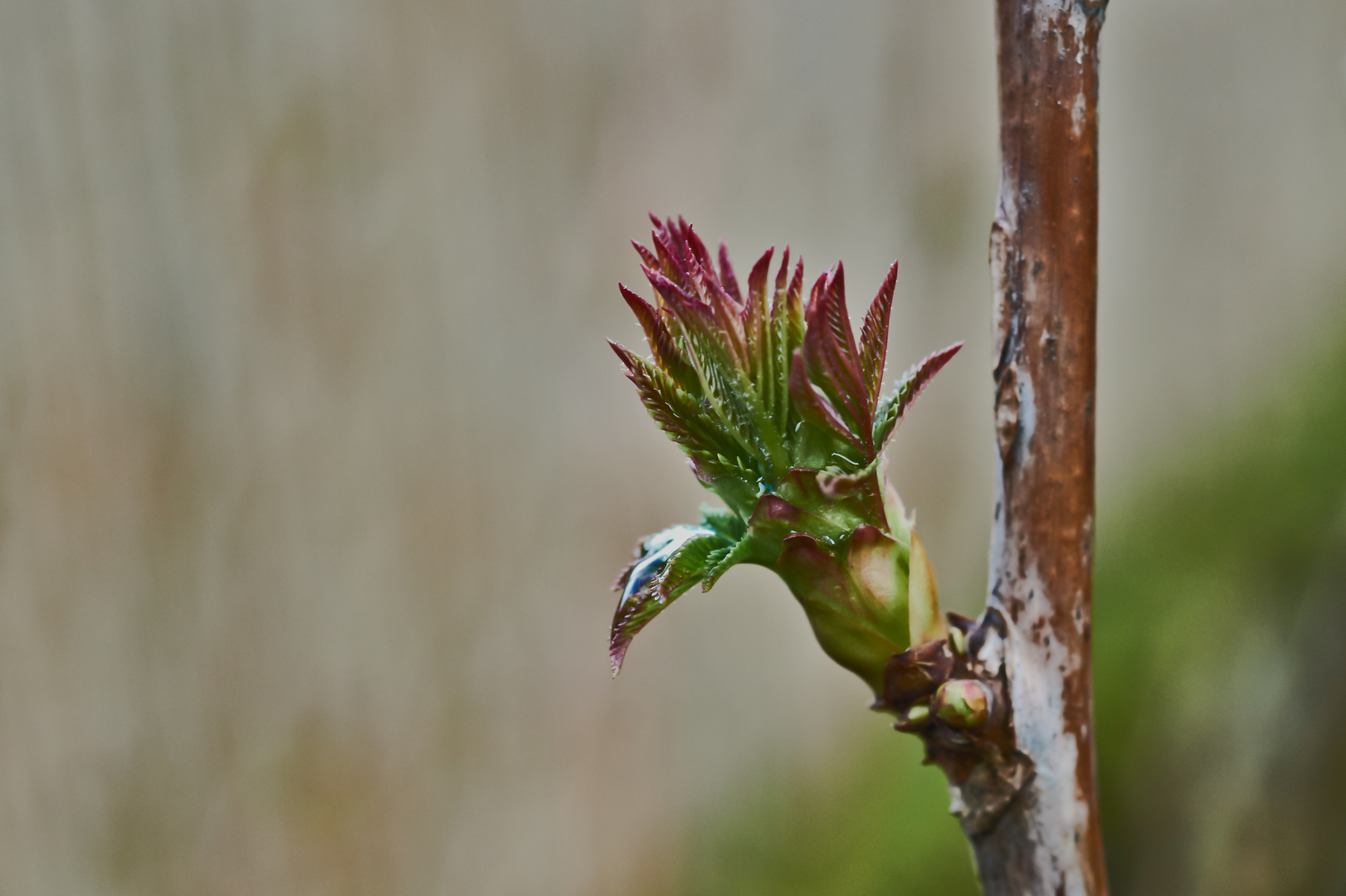 Der Frühling kommt 