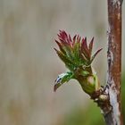 Der Frühling kommt 