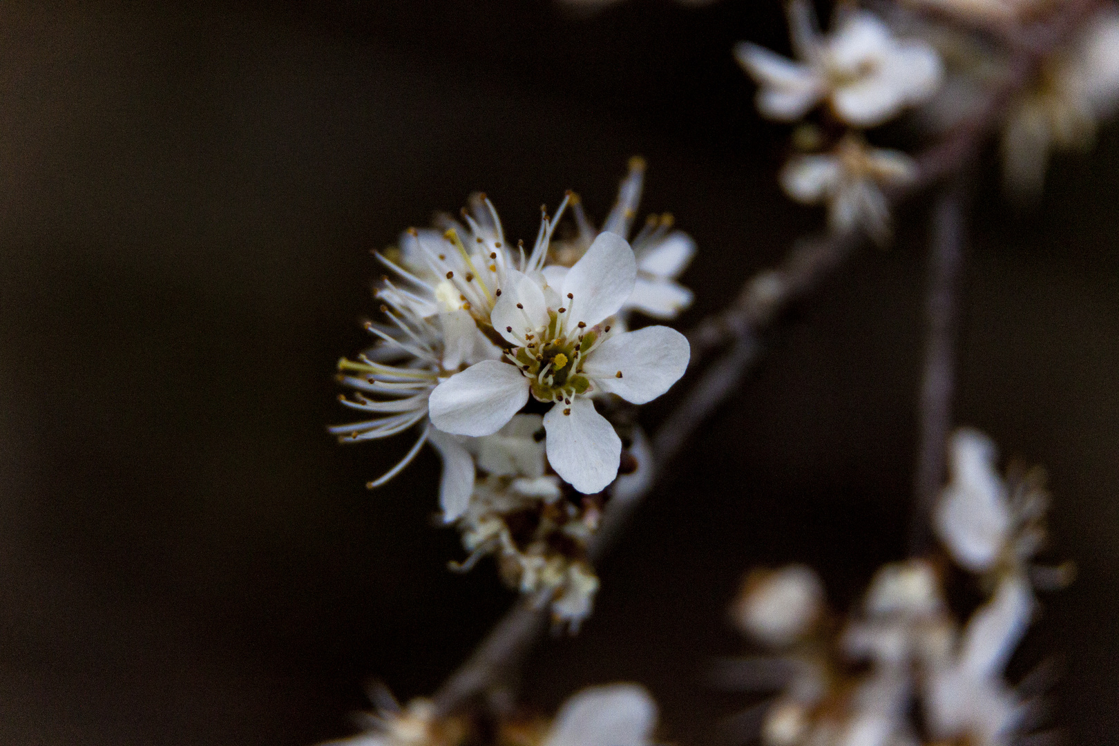 Der Frühling kommt