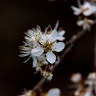 Der Frühling kommt