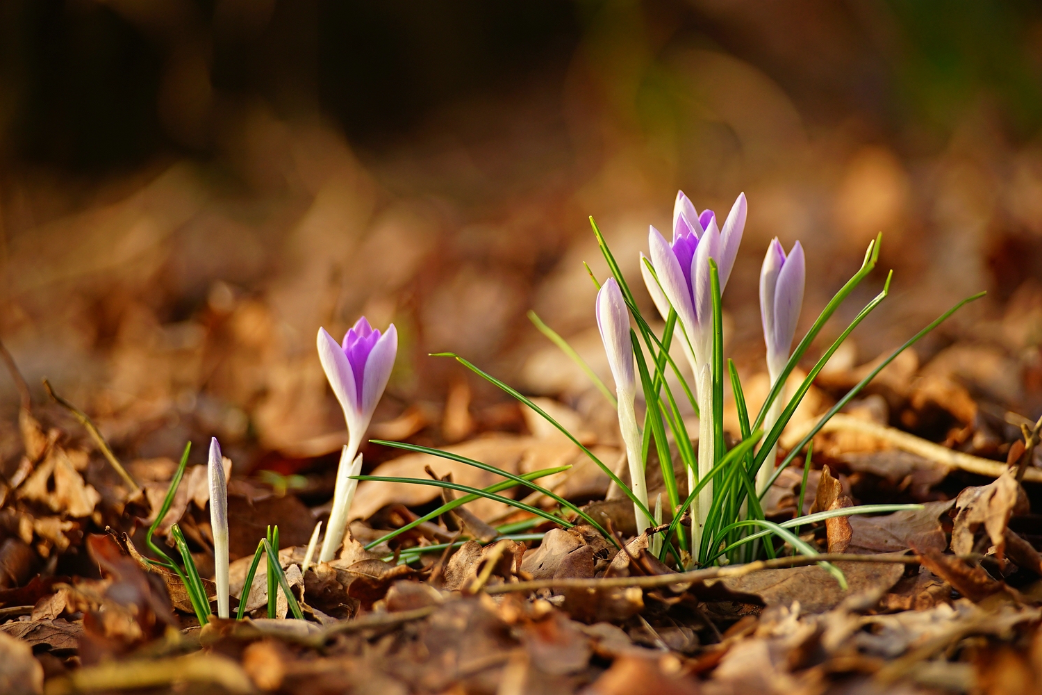 der Frühling kommt