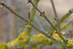 Der Frühling kommt bald