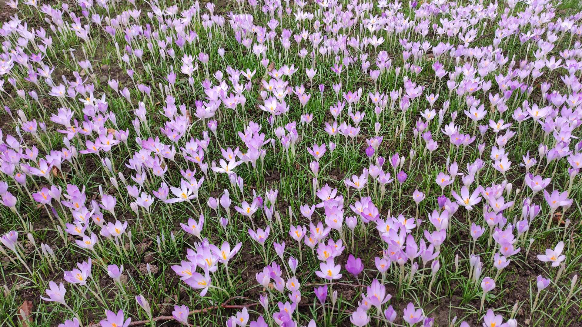 Der Frühling kommt bald