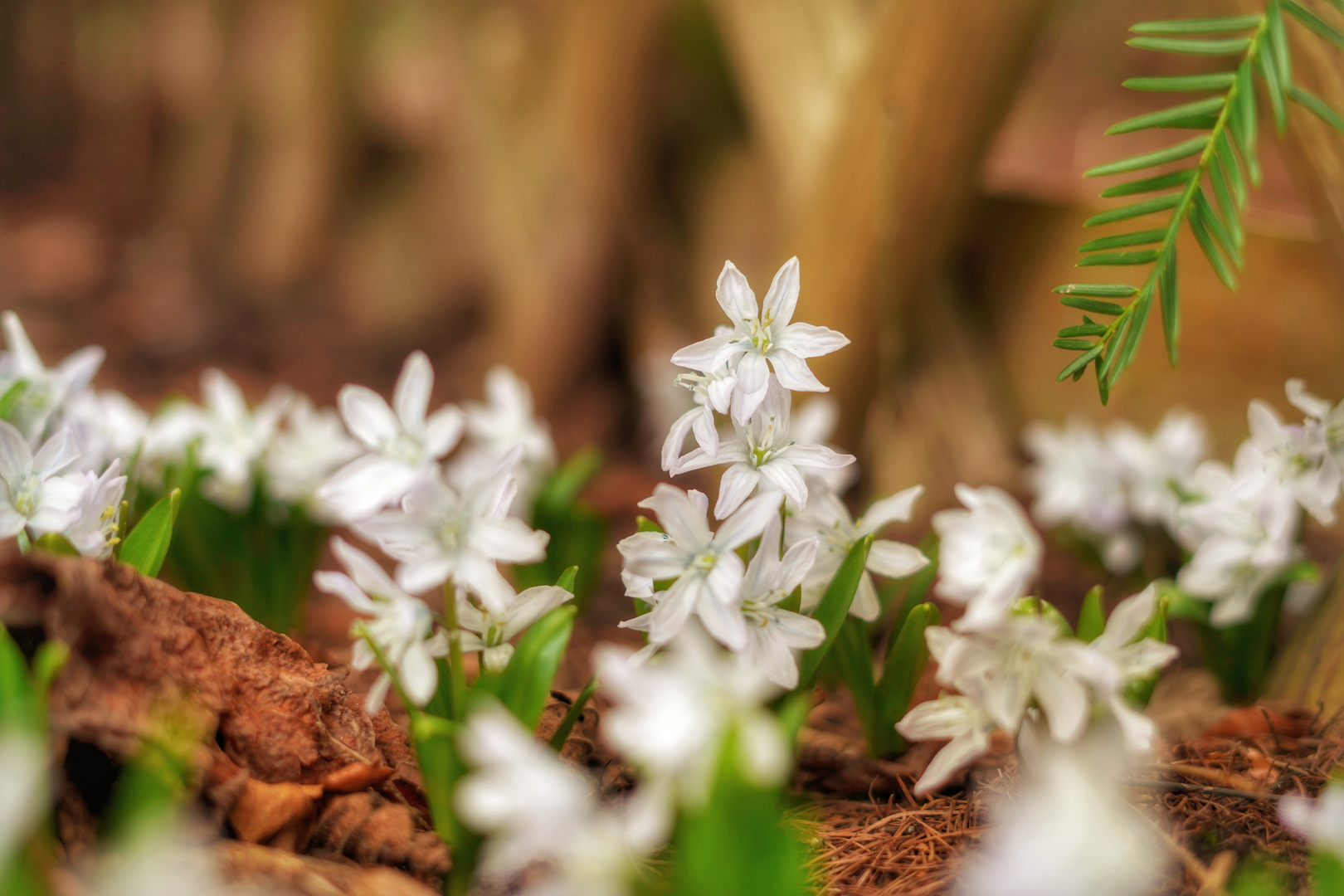 Der Frühling kommt bald... 