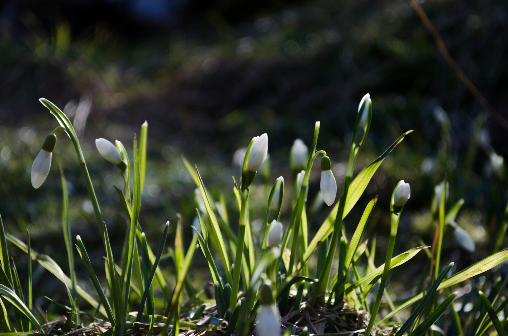 Der Frühling kommt bald